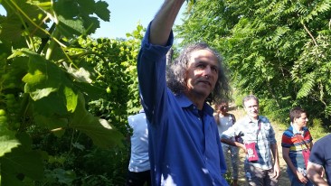 Quella muffa che dà valore al vino: Passito di Albana cesenate premiato al Merano Wine Festival
